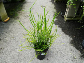 観葉植物６月の紹介