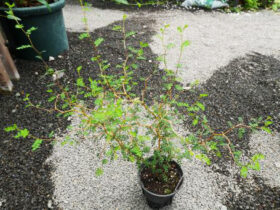 観葉植物６月の紹介