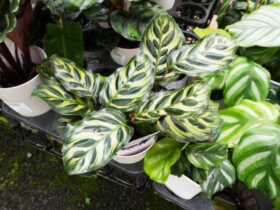 観葉植物６月の紹介