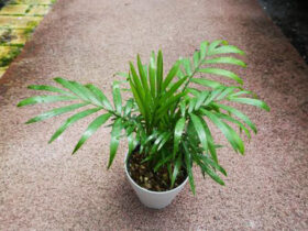 観葉植物６月の紹介