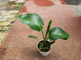 観葉植物６月の紹介