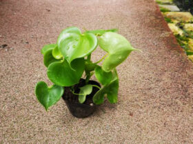 観葉植物６月の紹介