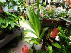観葉植物６月の紹介