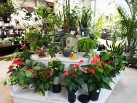 観葉植物６月の紹介