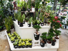 観葉植物６月の紹介