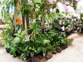 観葉植物６月の紹介