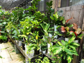 観葉植物６月の紹介