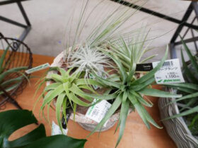 観葉植物６月の紹介