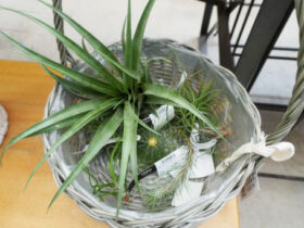 観葉植物６月の紹介