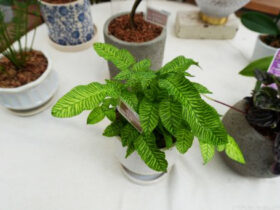 観葉植物６月の紹介