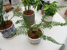 観葉植物６月の紹介