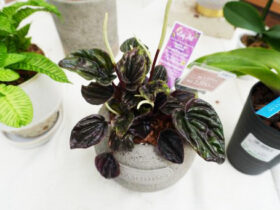 観葉植物６月の紹介