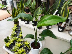 観葉植物６月の紹介