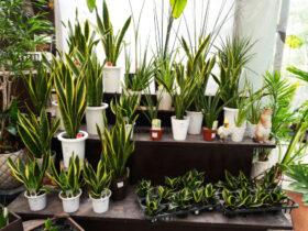 観葉植物６月の紹介