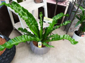 観葉植物６月の紹介