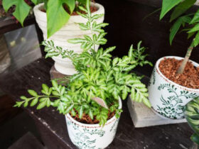 観葉植物６月の紹介