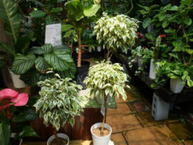観葉植物６月の紹介