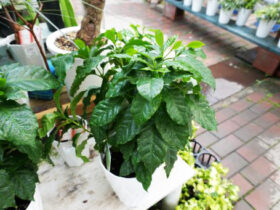 観葉植物６月の紹介