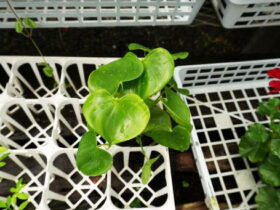 観葉植物６月の紹介