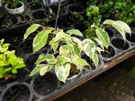 観葉植物６月の紹介