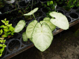 観葉植物６月の紹介