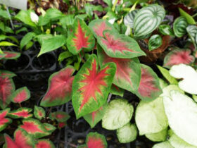 観葉植物６月の紹介