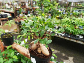 観葉植物６月の紹介