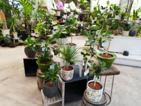 観葉植物６月の紹介