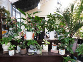 観葉植物６月の紹介