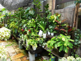 観葉植物６月の紹介