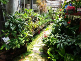 観葉植物６月の紹介
