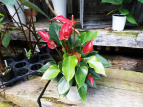 観葉植物７月の紹介
