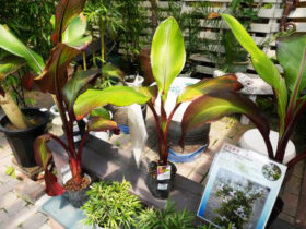 観葉植物７月の紹介