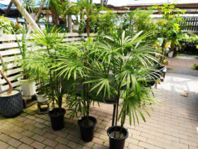 観葉植物７月の紹介
