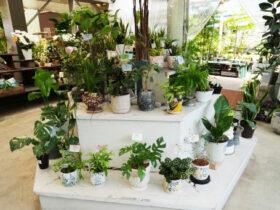 観葉植物７月の紹介