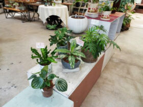 観葉植物７月の紹介