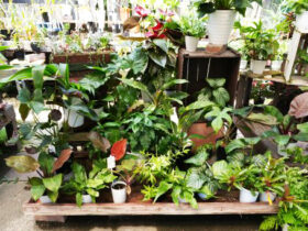 観葉植物７月の紹介