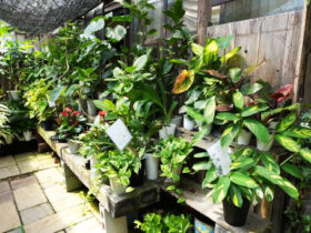 観葉植物７月の紹介