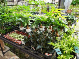 観葉植物７月の紹介