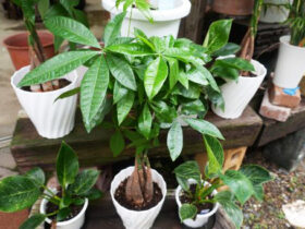 観葉植物９月の紹介