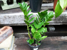 観葉植物９月の紹介