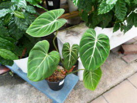 観葉植物９月の紹介