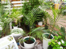 観葉植物９月の紹介