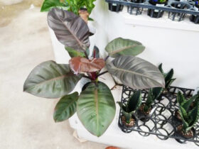 観葉植物９月の紹介