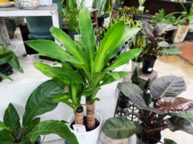 観葉植物９月の紹介