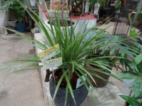 観葉植物９月の紹介