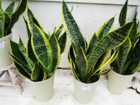 観葉植物９月の紹介