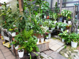 観葉植物９月の紹介