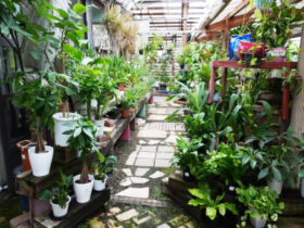 観葉植物９月の紹介