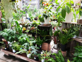 観葉植物９月の紹介